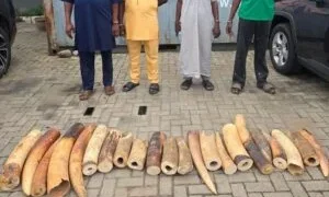 Customs, partners intercept N126.3m wildlife contraband, arrest 4