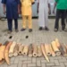 Customs, partners intercept N126.3m wildlife contraband, arrest 4