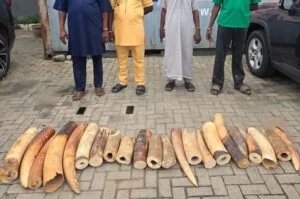 Customs, partners intercept N126.3m wildlife contraband, arrest 4