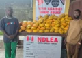 NDLEA intercepts China-bound businesswoman with large consignment of cocaine