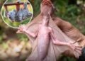 Malayan Colugo, The Largest Gliding Membrane of any Mammal