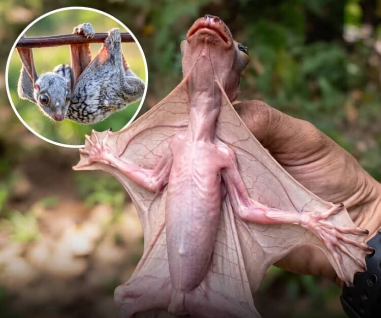 Malayan Colugo, The Largest Gliding Membrane of any Mammal