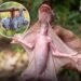Malayan Colugo, The Largest Gliding Membrane of any Mammal