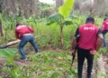 42 suspects arrested as NDLEA destroys 3 cannabis farms in Edo