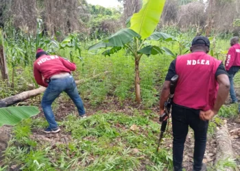42 suspects arrested as NDLEA destroys 3 cannabis farms in Edo