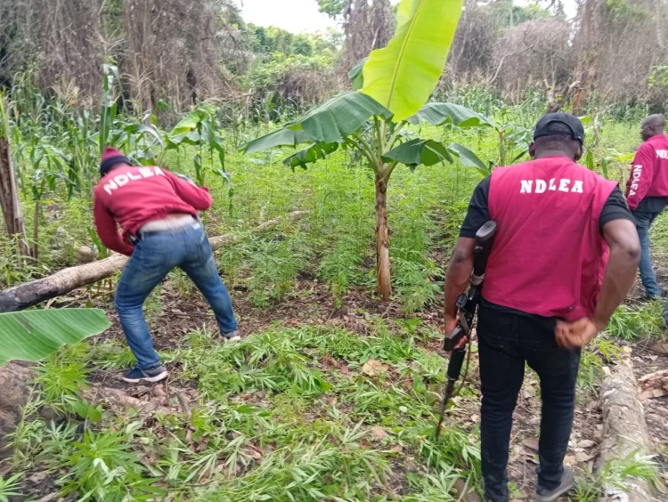 42 suspects arrested as NDLEA destroys 3 cannabis farms in Edo