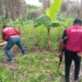 42 suspects arrested as NDLEA destroys 3 cannabis farms in Edo