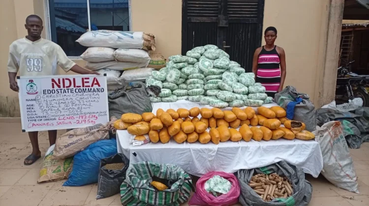 NDLEA nabs couple, seizes 412kg cannabis in Benin