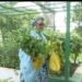 President Tinubu’s Wife Spotted Farming In Aso Rock (Photos)