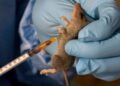 NCDC records rise in Lassa Fever cases as death toll reaches 229
