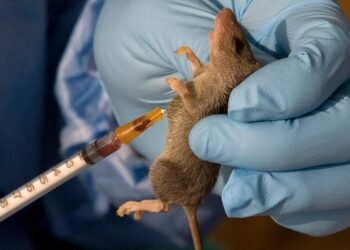NCDC records rise in Lassa Fever cases as death toll reaches 229