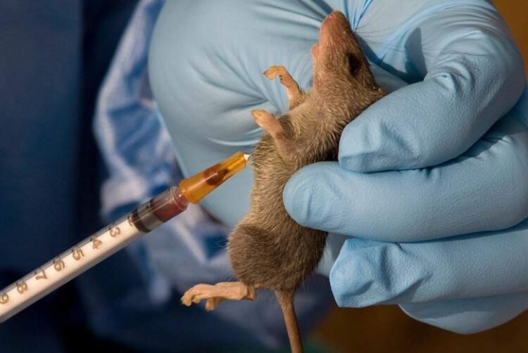 NCDC records rise in Lassa Fever cases as death toll reaches 229