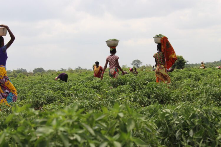 Endeavor Nigeria welcomes Ghanaian entrepreneur Desmond Koney and Complete Farmer to the Endeavor Network