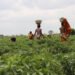 Endeavor Nigeria welcomes Ghanaian entrepreneur Desmond Koney and Complete Farmer to the Endeavor Network