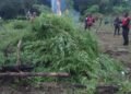 NDLEA destroys 4.6 tonnes of suspected cannabis farms in Edo