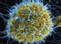 CEPI funds $4.17m studies to test Ebola vaccines against Bundibugyo virus