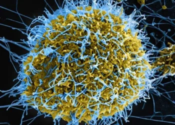 CEPI funds $4.17m studies to test Ebola vaccines against Bundibugyo virus