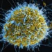 CEPI funds $4.17m studies to test Ebola vaccines against Bundibugyo virus