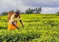 EU-Funded AgriFI invests $2.5m in Tomato Jos to expand climate-smart farming