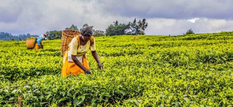 EU-Funded AgriFI invests $2.5m in Tomato Jos to expand climate-smart farming