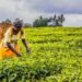 EU-Funded AgriFI invests $2.5m in Tomato Jos to expand climate-smart farming