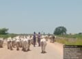 Troops foil cattle rustling, recover over 500 cattle in Kaduna