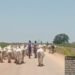 Troops foil cattle rustling, recover over 500 cattle in Kaduna