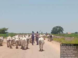 Troops foil cattle rustling, recover over 500 cattle in Kaduna