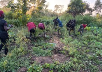 NDLEA, Army destroy cannabis farms in Edo
