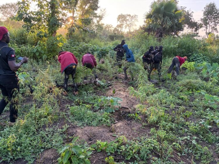 NDLEA, Army destroy cannabis farms in Edo