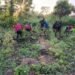 NDLEA, Army destroy cannabis farms in Edo