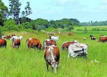 FG to ban open slaughter of livestock, pushes modern abattoirs