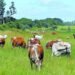 FG to ban open slaughter of livestock, pushes modern abattoirs