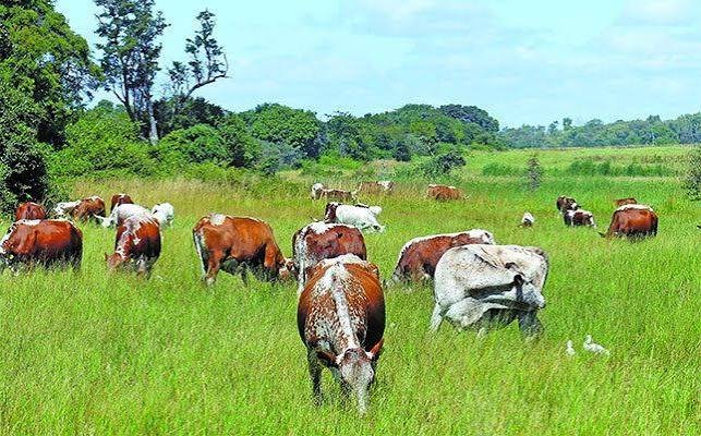 FG to ban open slaughter of livestock, pushes modern abattoirs