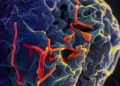 WHO advises against travel curbs as Nigeria confirms Ebola case