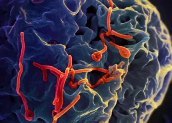WHO advises against travel curbs as Nigeria confirms Ebola case