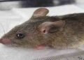 Nigeria records 1,115 confirmed cases of Lassa fever 263 deaths