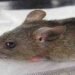 Nigeria records 1,115 confirmed cases of Lassa fever 263 deaths