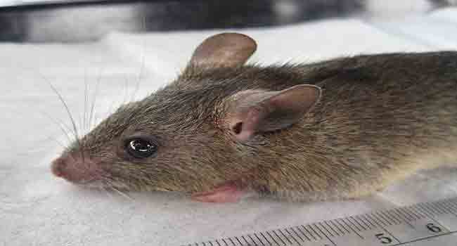Nigeria records 1,115 confirmed cases of Lassa fever 263 deaths