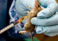 Anambra govt confirms Lassa fever case, activates emergency response