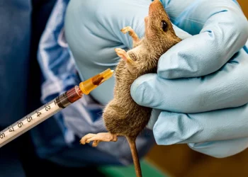 Anambra govt confirms Lassa fever case, activates emergency response