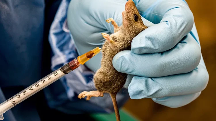 Anambra govt confirms Lassa fever case, activates emergency response